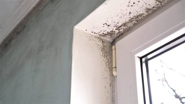 Best Post-Flood Mold Remediation in Waynesburg, PA